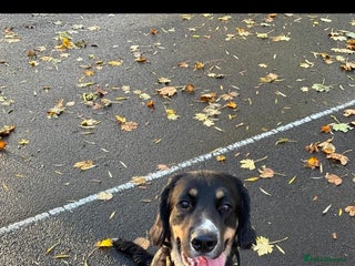 Mixed Breed dogs This jake - Advert 1