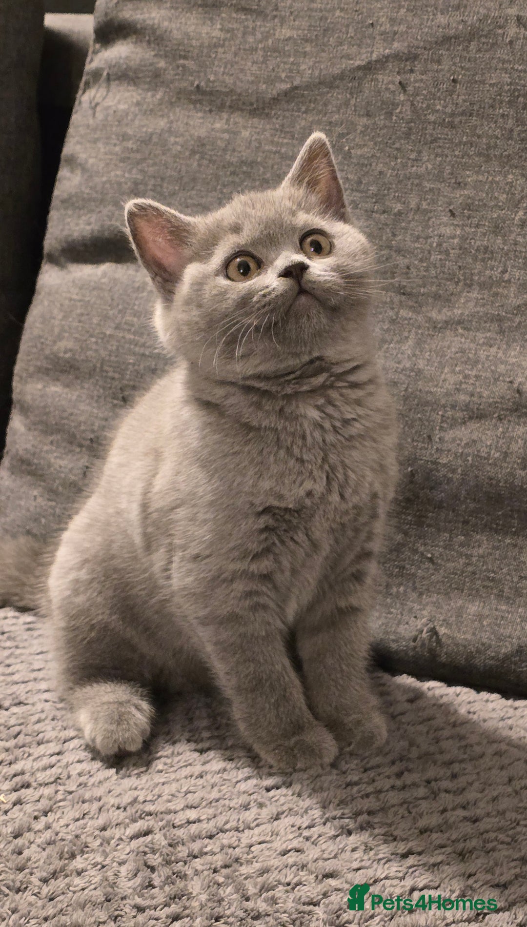 British Shorthair cats for sale: Gorgeous Britishshorthair kittens GCCF registered! - Advert 3