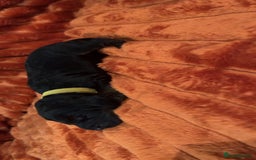 Cocker Spaniel dogs for sale: 4 Cocker spaniel puppy’s  - Advert 3