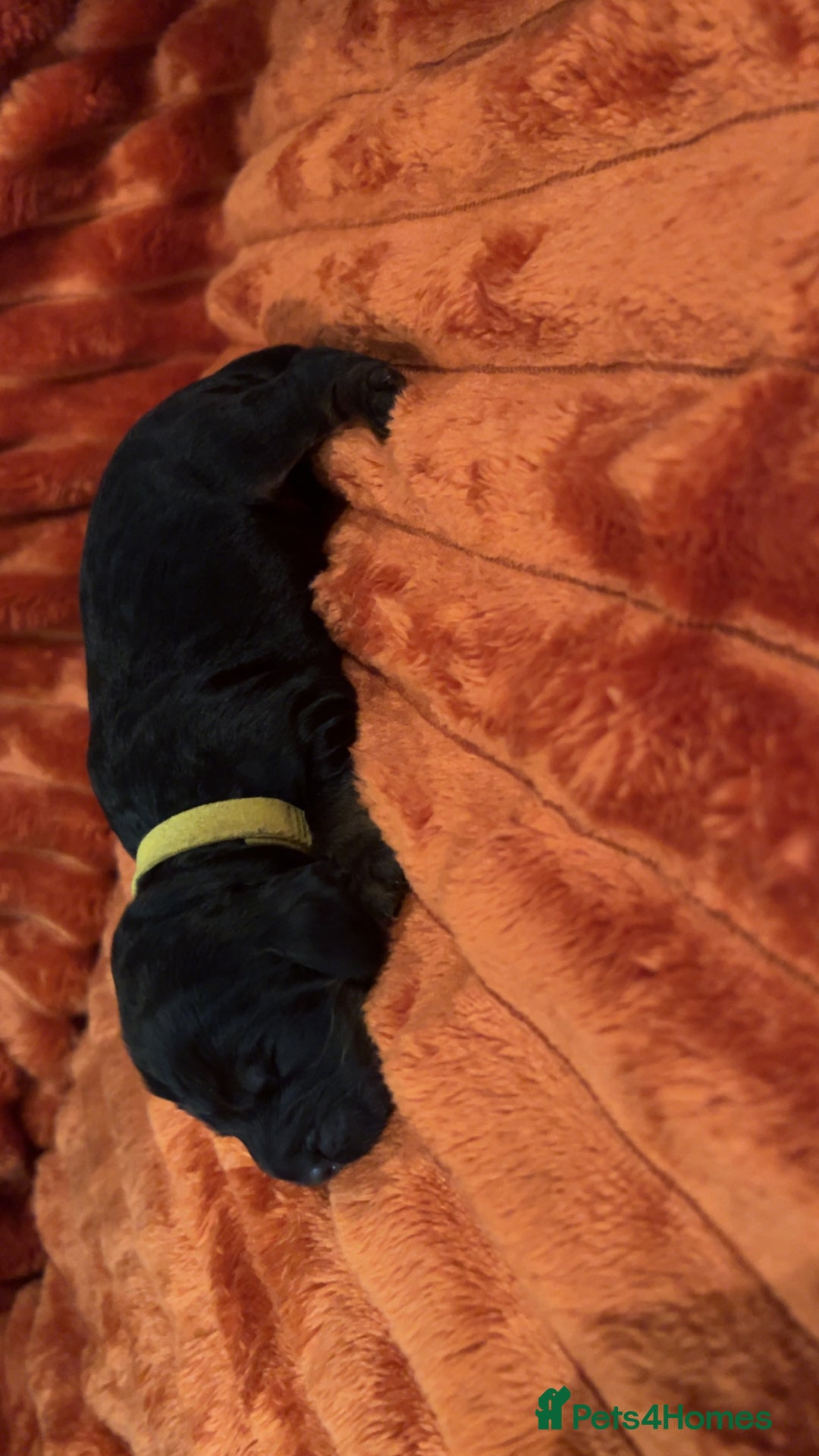 Cocker Spaniel dogs for sale: 4 Cocker spaniel puppy’s  - Advert 3