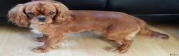 Cavalier King Charles Spaniel dogs for stud: FULL PANEL DNA KC REG RUBY GENTLEMAN in Ebbw Vale - Advert 5