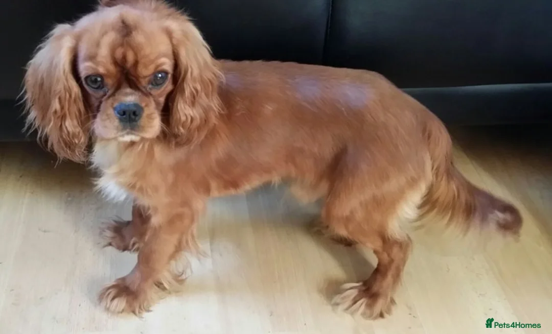 Cavalier King Charles Spaniel dogs for stud: FULL PANEL DNA KC REG RUBY GENTLEMAN in Ebbw Vale - Advert 5