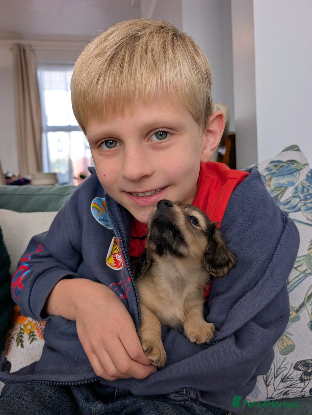 Miniature Dachshund dogs for sale: Beautiful cream KC long haired mini dachshunds - Image 17