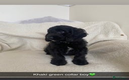 Cockapoo dogs for sale: 5 gorgeous cockapoo pups for sale  - Image 13