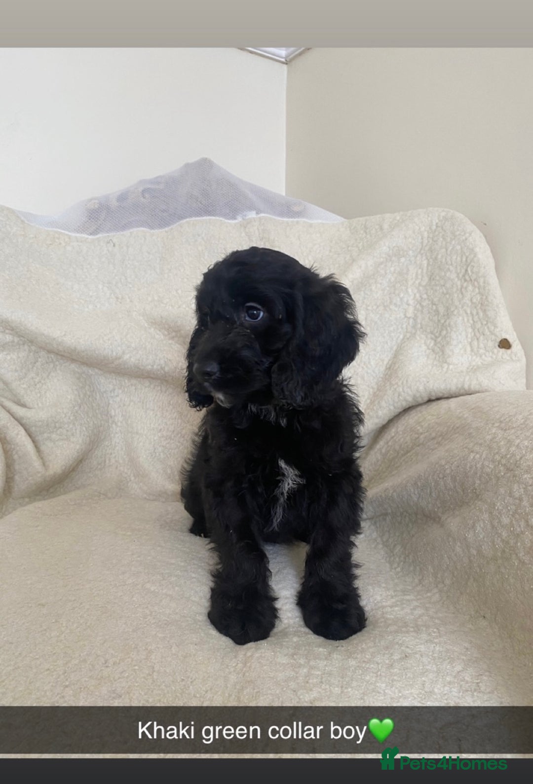 Cockapoo dogs for sale: 5 gorgeous cockapoo pups for sale  - Image 13