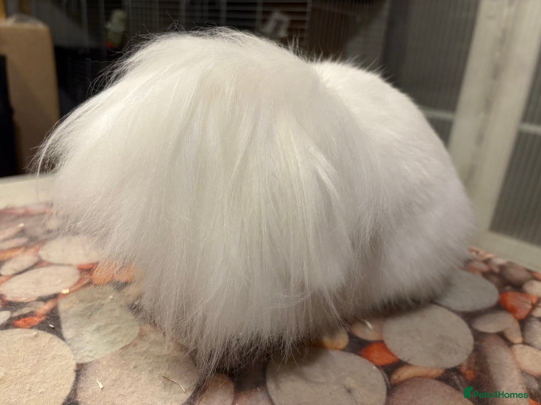 Mini Lion Lop rabbits for sale: Double mane lionlops ready now - Image 10