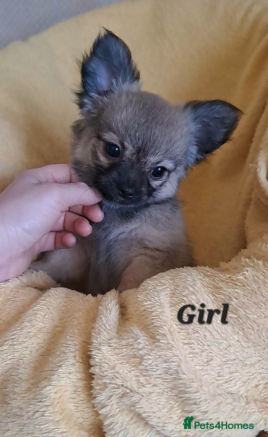 Chihuahua dogs Ready to leave 9 week old long coat chihuahua pups - Advert 4