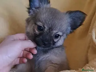 Chihuahua dogs Ready to leave 9 week old long coat chihuahua pups - Advert 4