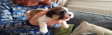 Havanese Puppy 4
