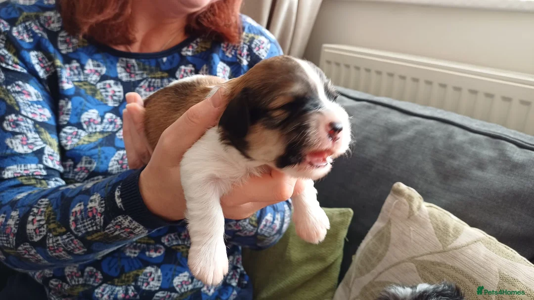 Havanese dogs for sale: Stunning KC registered Havanese puppies - Advert 13