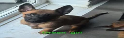 Belgian Shepherd Dog dogs for sale: x7 puppies KC Registered Belgian Malinois - Advert 11