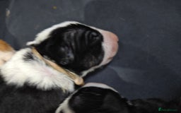 Bull Terrier dogs for sale: Stunning bull terrier pups - Image 10