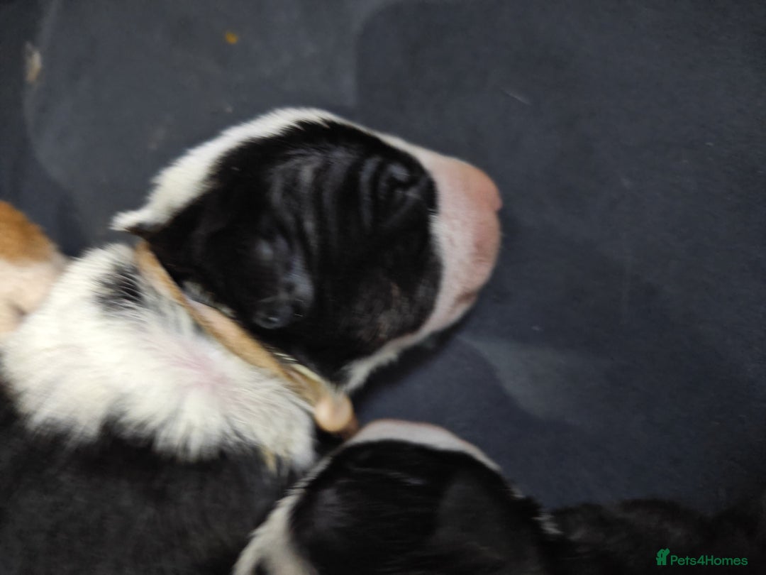 Bull Terrier dogs for sale: Stunning bull terrier pups - Image 10