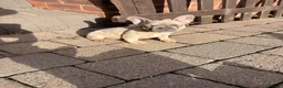 French Bulldog dogs for sale: Beautiful Girl French Bulldogs  - Advert 8