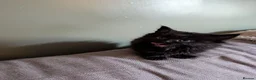 Mixed Breed cats for sale: Fluffy Kittens (Tabby & Black) - Advert 7