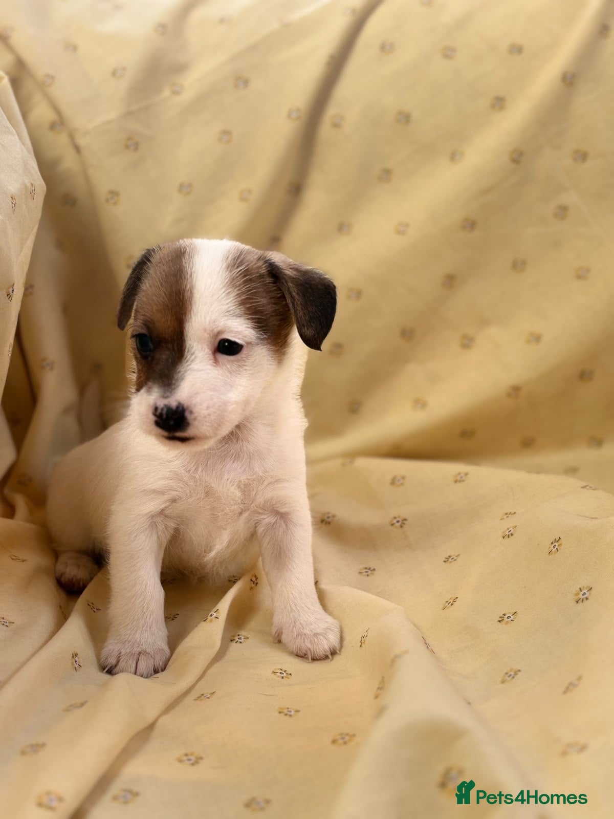 Jack Russell dogs Miniature Jack Russle puppies - Advert 1
