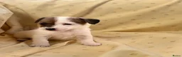 Jack Russell dogs for sale: Miniature Jack Russle puppies - Advert 1