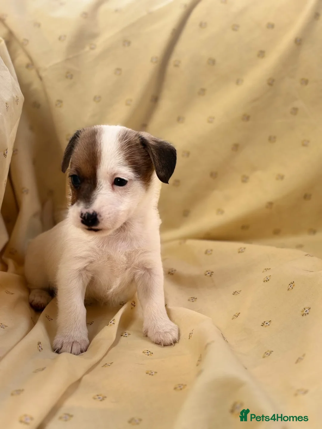 Jack Russell dogs for sale: Miniature Jack Russle puppies - Advert 1