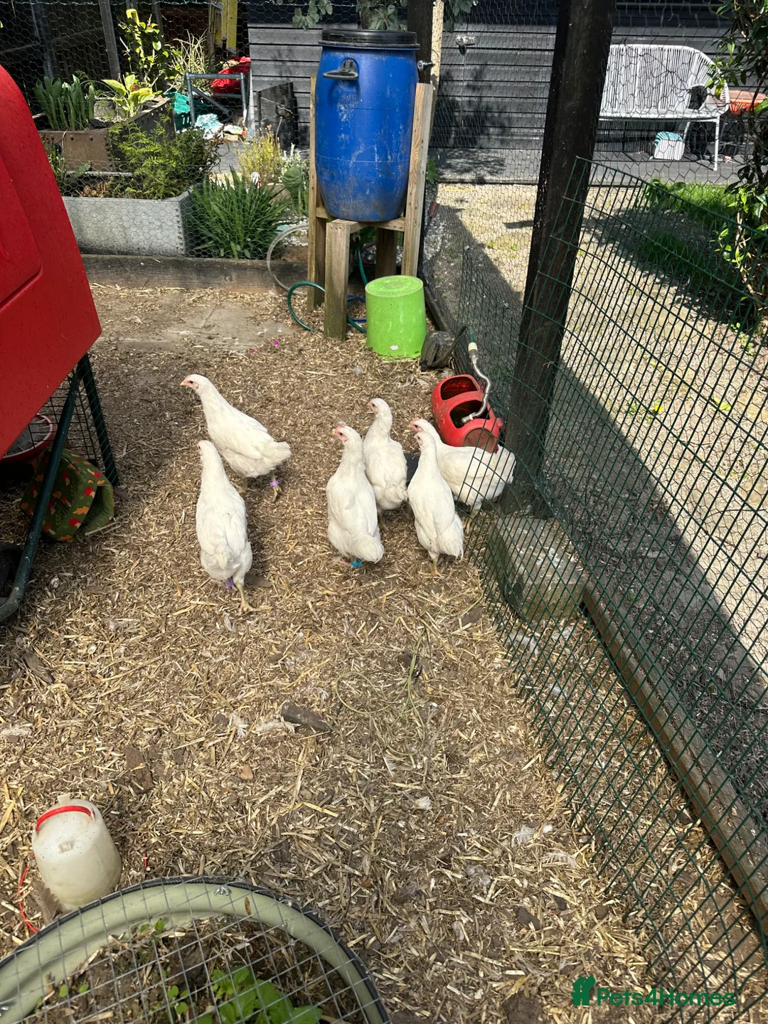 Chickens poultry for sale: 4 Jersey giant 7 week old chicks. Pure White - Advert 2