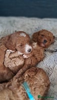 Cavapoo dogs Cavapoo Puppies-Ready 23rd-December! Mum DNA clear - Advert 7