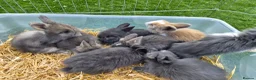 Angora rabbits for sale: Angora x lion head available from 29th Aug in Manchester - Advert 10
