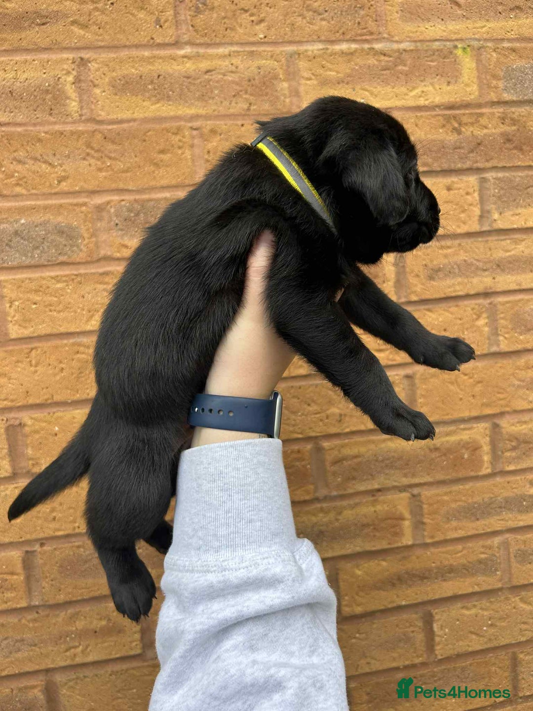 Labrador Retriever dogs for sale: 4 Black Chunky Males - Advert 2