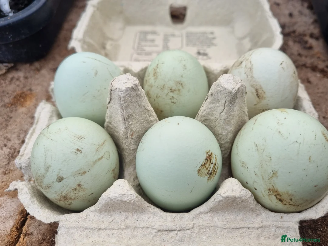 Chickens poultry for sale: 6 x Crested Cream Legbar Hatching Eggs  - Advert 4