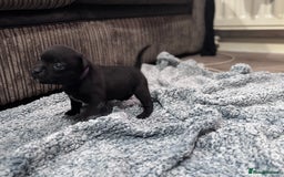 Staffordshire Bull Terrier dogs for sale: Staffys Puppies   25+ Champions ( Show Quality ) - Advert 24