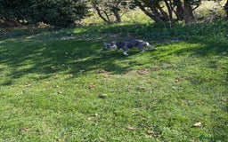 French Bulldog dogs for sale: Loving frenchie  - Image 1