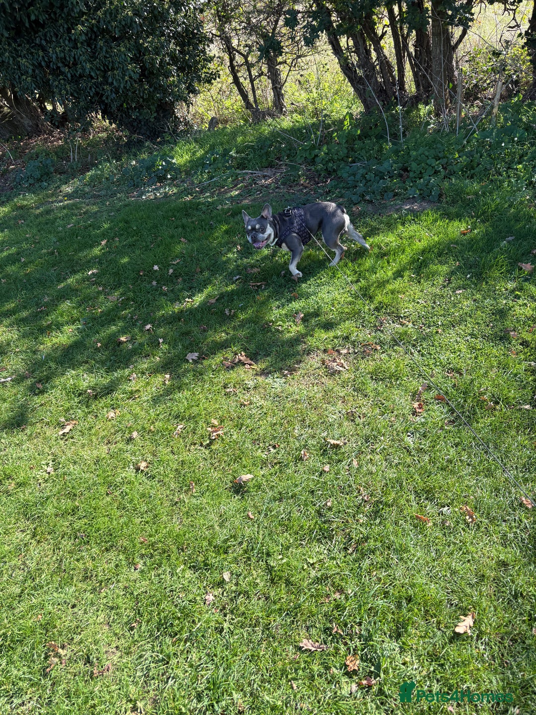 French Bulldog dogs for sale: Loving frenchie  - Image 1