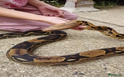 Boa Snake reptiles for sale: Male Boa  - Image 2