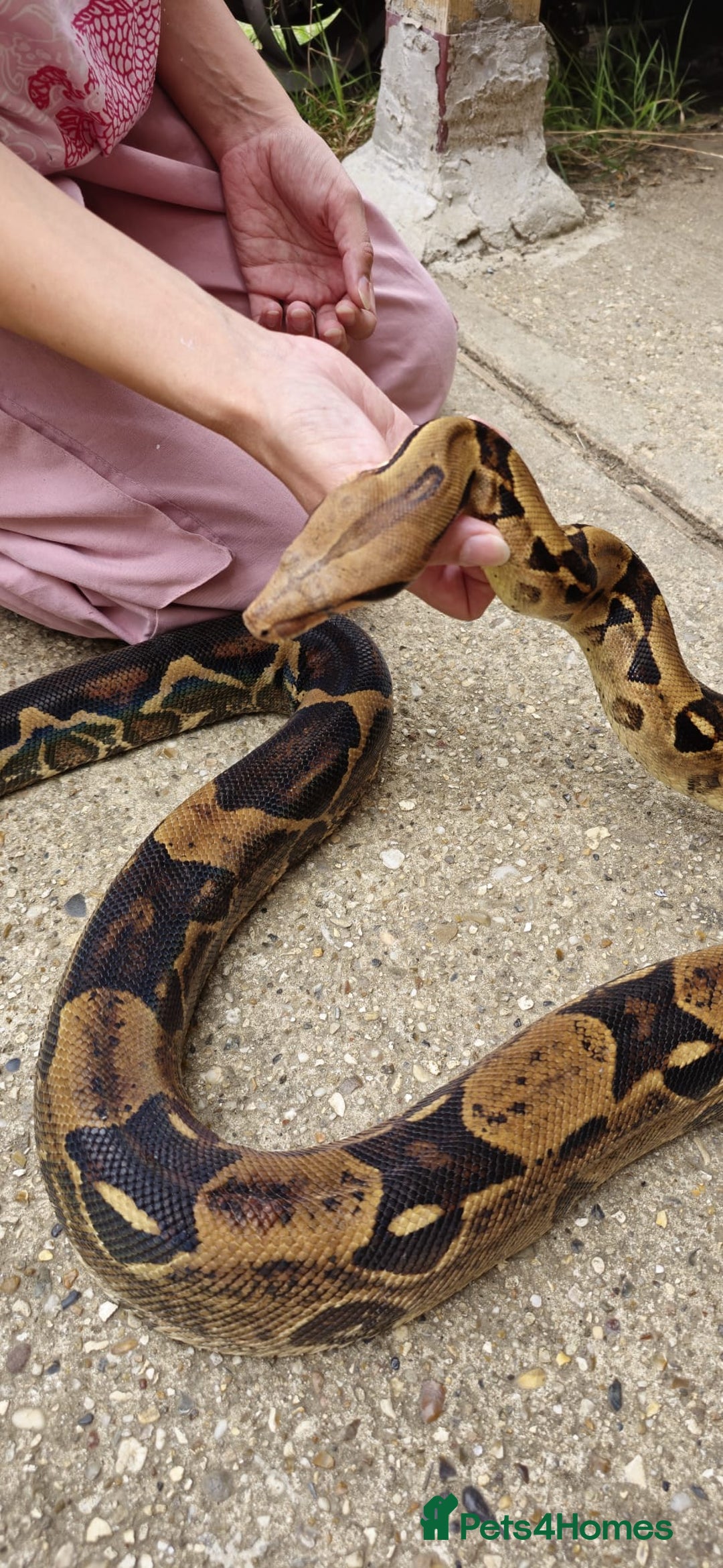 Boa Snake reptiles for sale: Male Boa  - Image 2