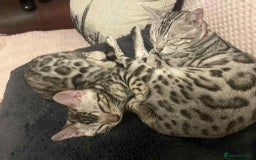 Bengal cats for sale: Silver bengals - Image 2
