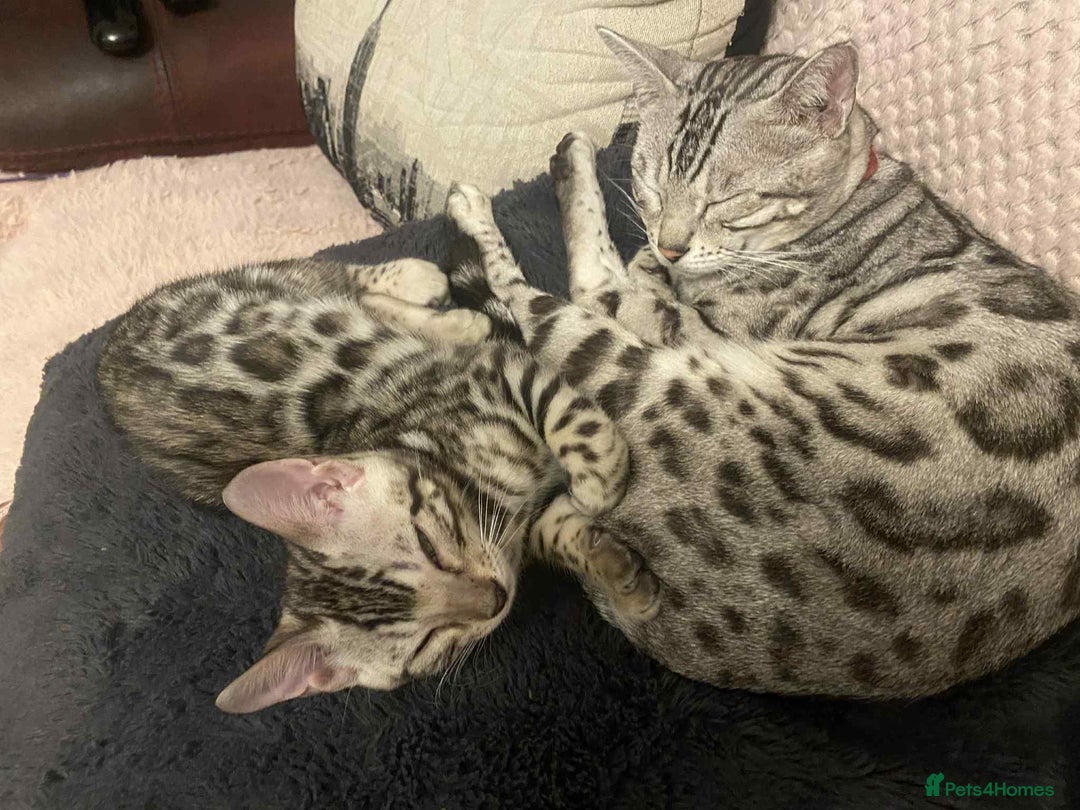 Bengal cats for sale: Silver bengals - Image 2