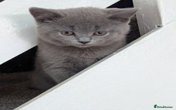 British Shorthair cats for sale: Purebred champion British shorthair boy for sale - Image 2