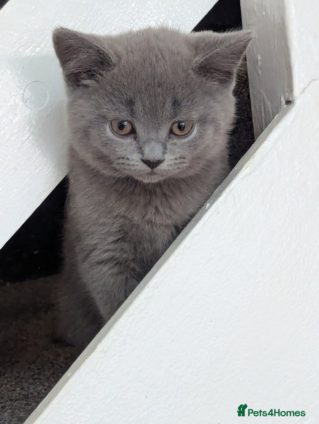 British Shorthair cats for sale: Purebred champion British shorthair boy for sale - Image 2