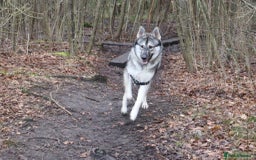 Shepsky dogs for stud: Husky/German Shepherd mix in Mitcham - Image 2