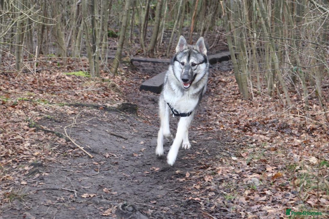 Shepsky dogs for stud: Husky/German Shepherd mix in Mitcham - Image 2