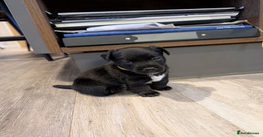 Jack Russell dogs - Advert 8