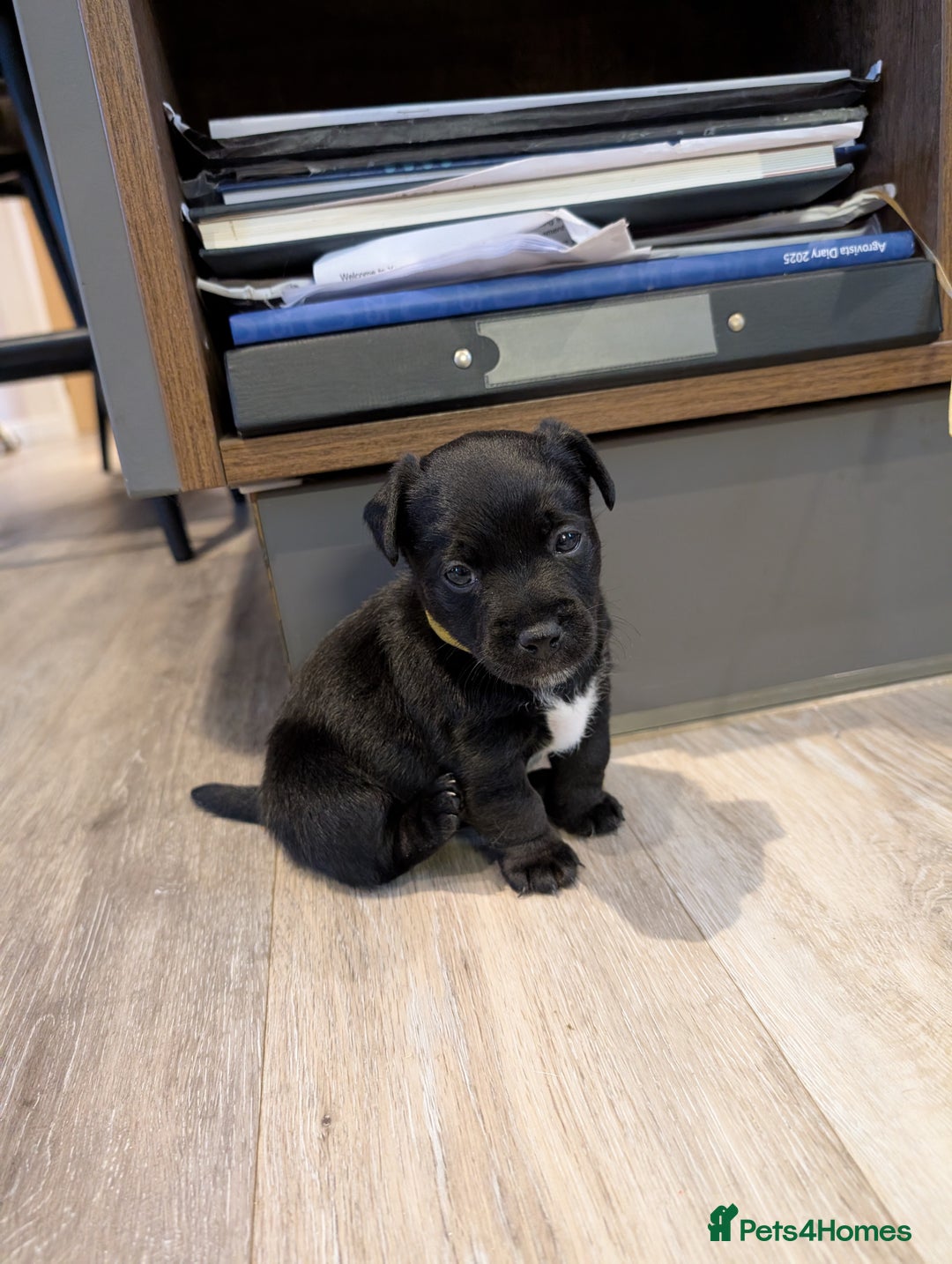 Jack Russell dogs for sale: Black jack Russell puppies  - Image 2