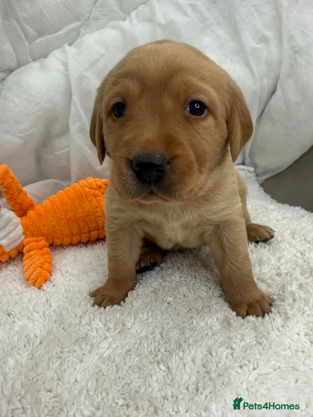 Goldador dogs for sale: Adorable Goldador Puppies - Ready 12th Feb - Advert 14