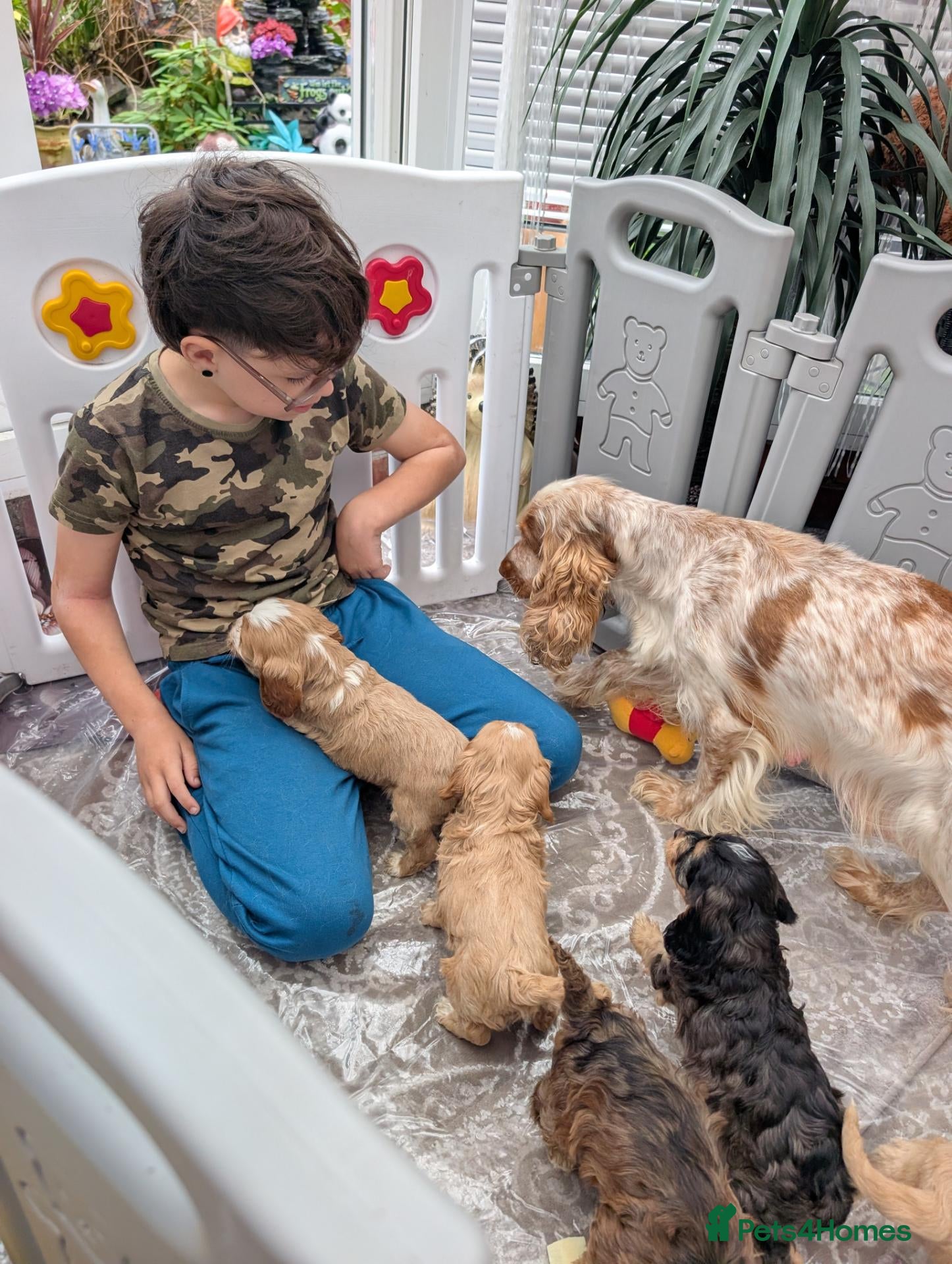 Cockapoo dogs Show Type Cockapoo Puppies DNA clear  - Advert 2