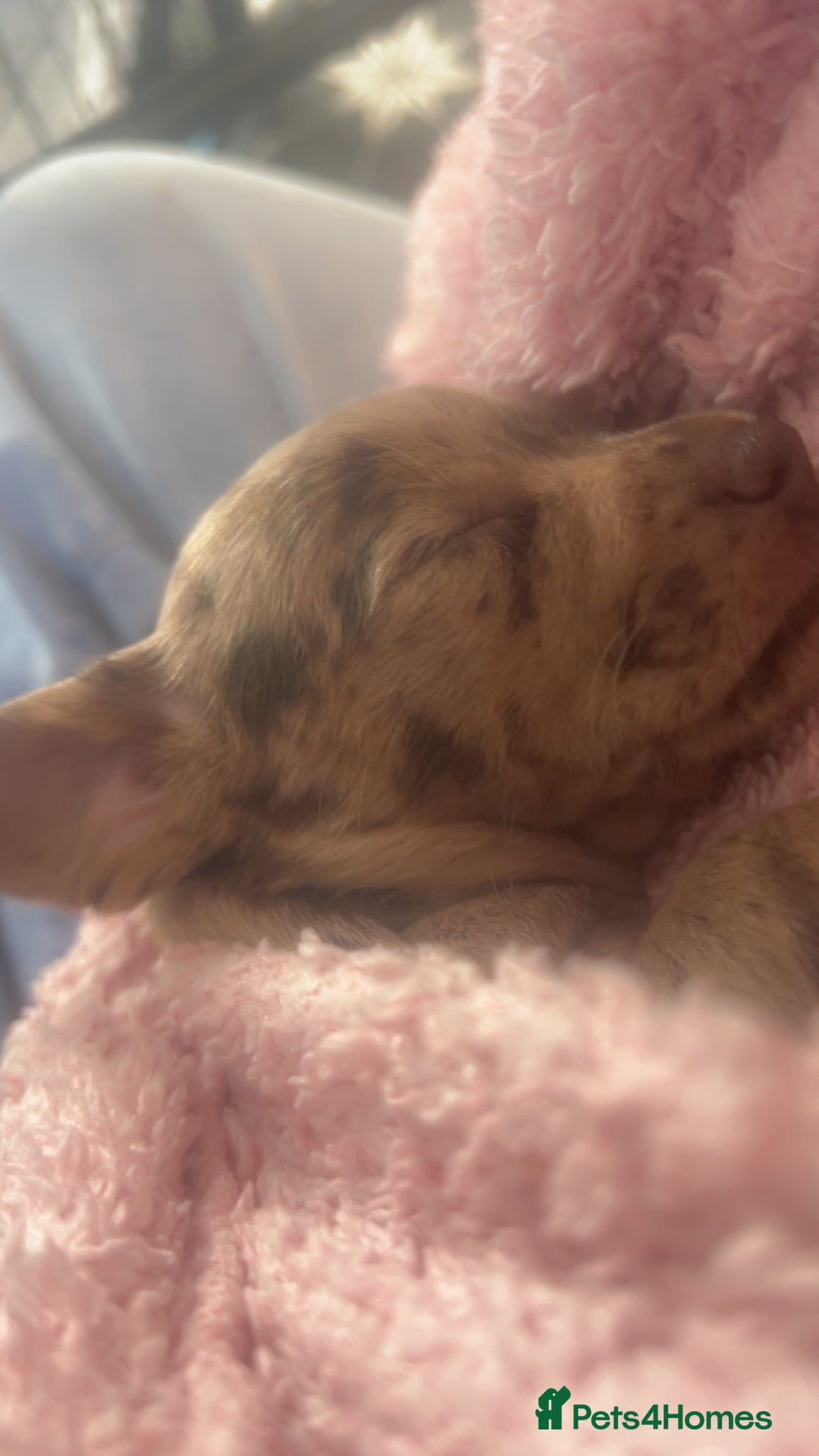 Mixed Breed dogs for sale: LAST GIRL 🩷 daxipoo - Advert 9