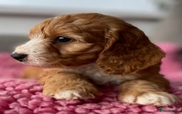 Cockapoo dogs for sale: Adorable cockerpoo girls - Image 1