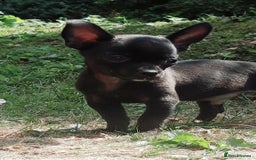 Chihuahua dogs for sale: Chihuahua puppies  - Image 3