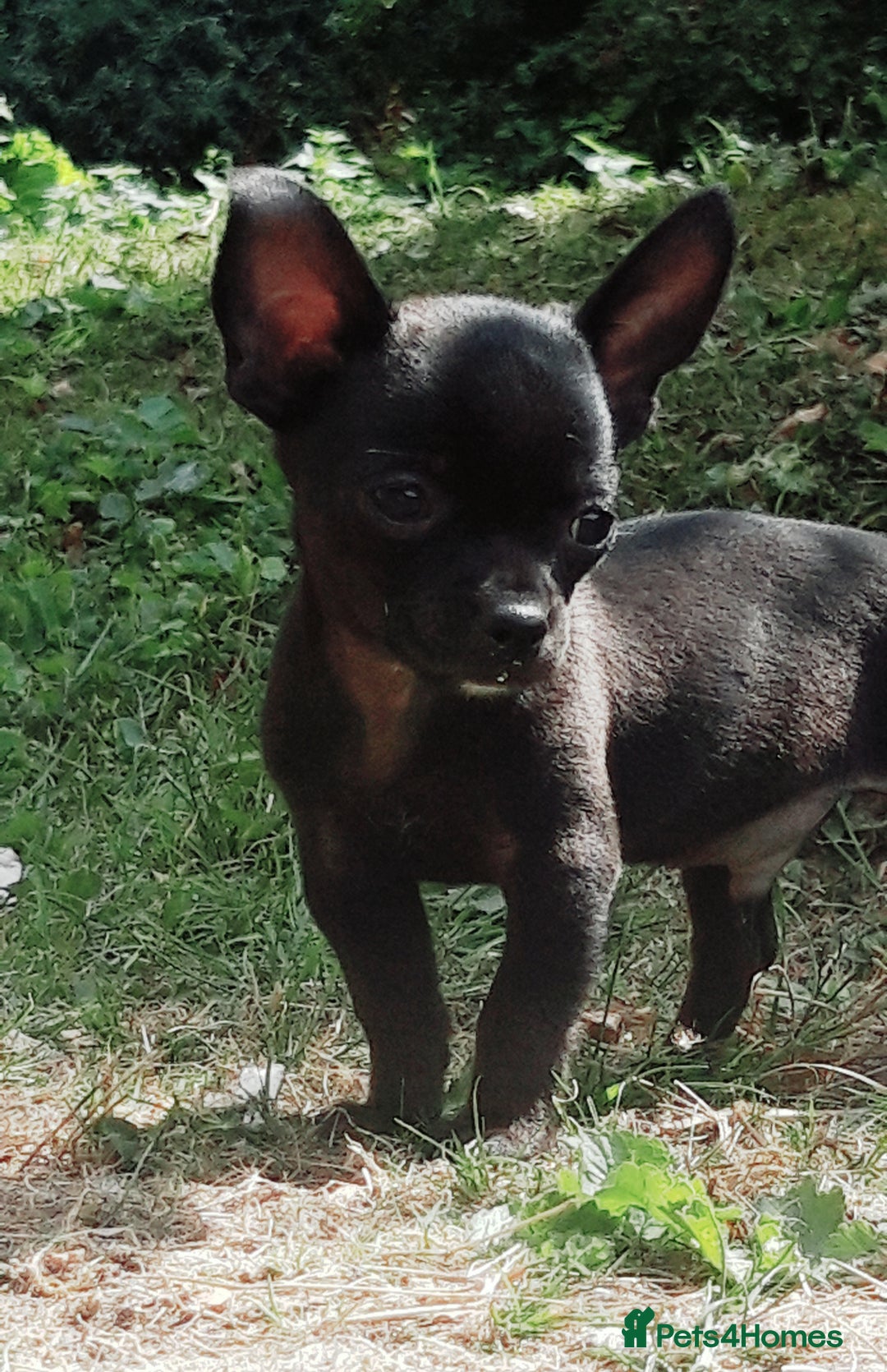 Chihuahua dogs for sale: Chihuahua puppies  - Image 3