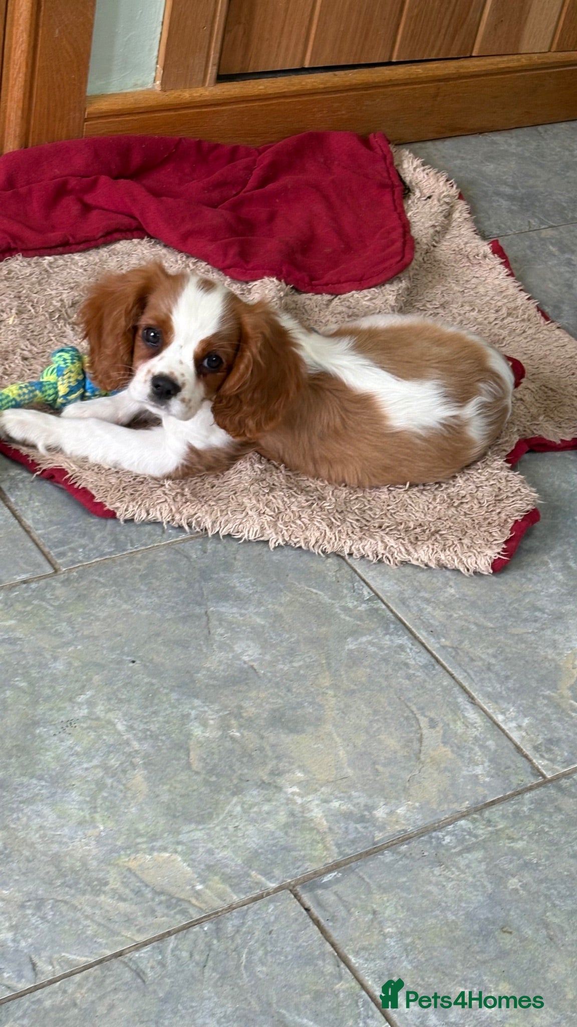 Cavalier King Charles Spaniel dogs K C Reg Fully Vaccinated  - Advert 1