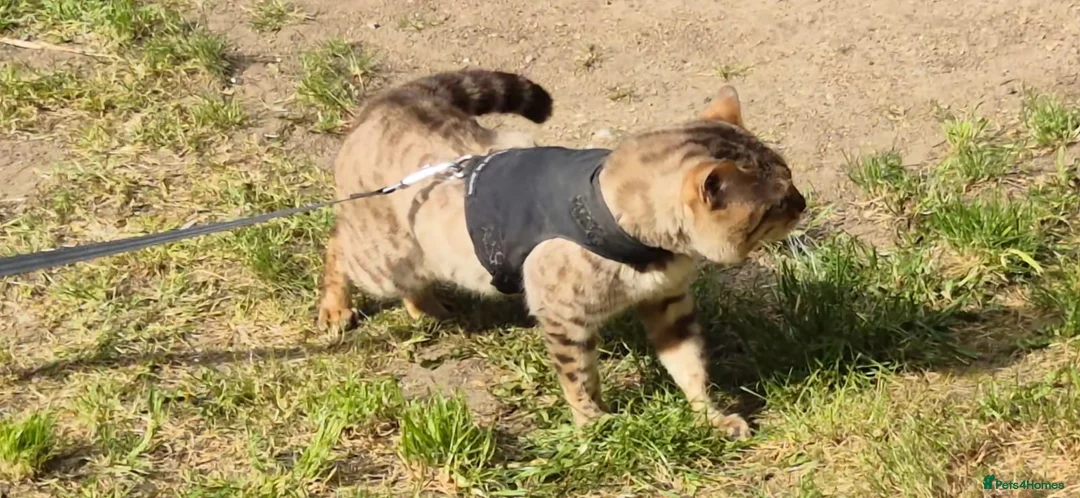 Mixed Breed cats for sale: Siamese Bengal in London - Advert 2