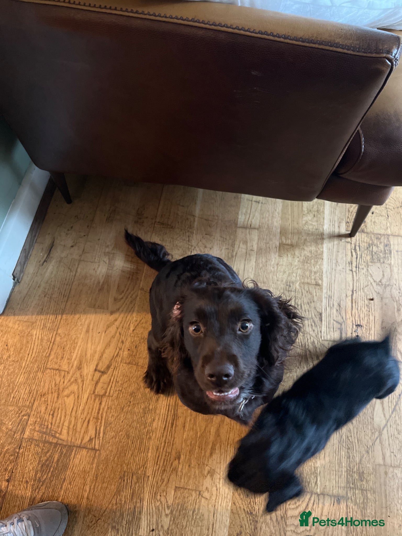 Mixed Breed dogs 4 beautiful pups available.  - Advert 17