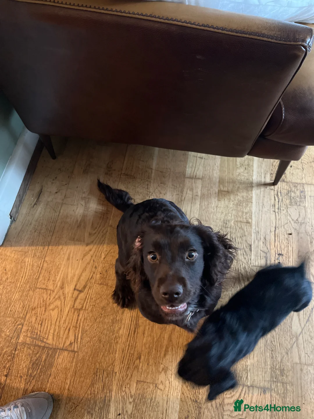 Mixed Breed dogs for sale: 4 beautiful pups available.  - Advert 1